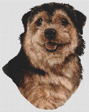 Norfolk Terrier Black And Tan By White Willow Stitching