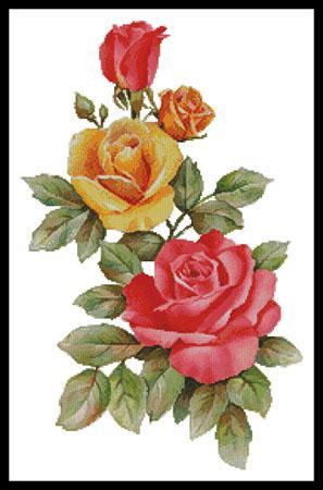 Pink And Yellow Roses - 