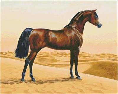 Arab Horse Cross Stitch Pattern