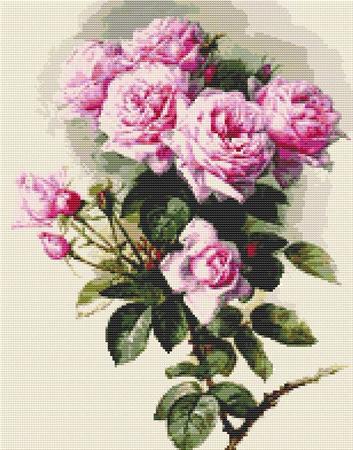 Garden Rose Color Chart