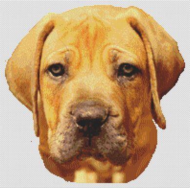 Boerboel golden retriever sales mix