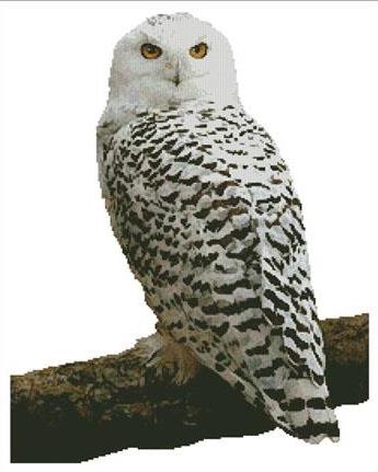 White Snowy Owl - Stick On NOSO Patch